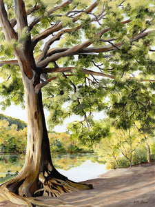 Oak Tree by River Painting by Jill Saur